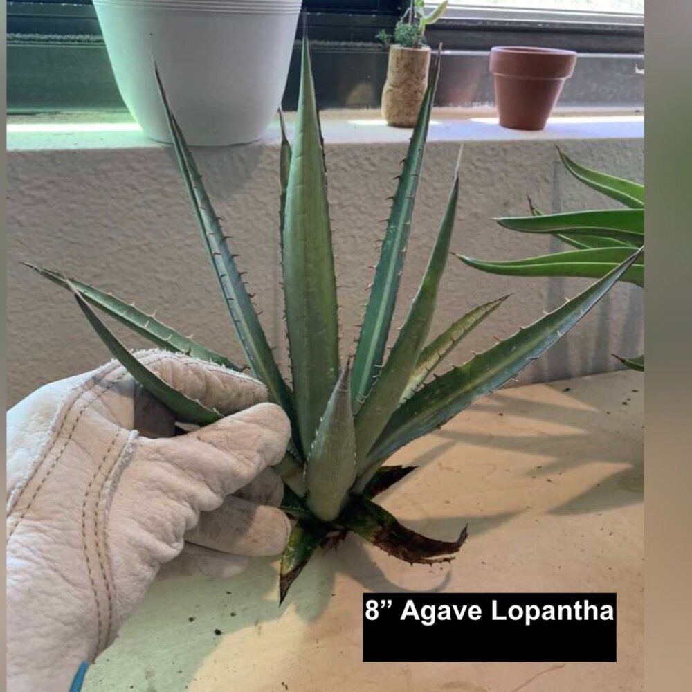 Agave Lopantha - Picture 3 of 6